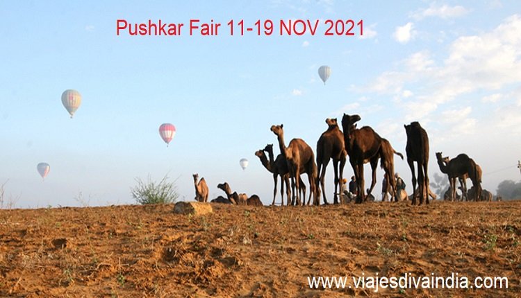Pushkar fair 2021 Feria de camello de Pushkar 2021