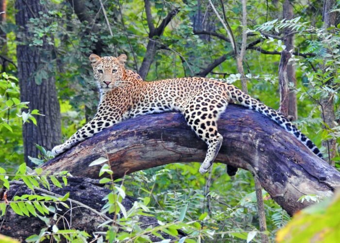 Leopard India